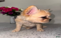 French Bulldog dogs for sale: Blanco Fluffy Frenchie - Image 2