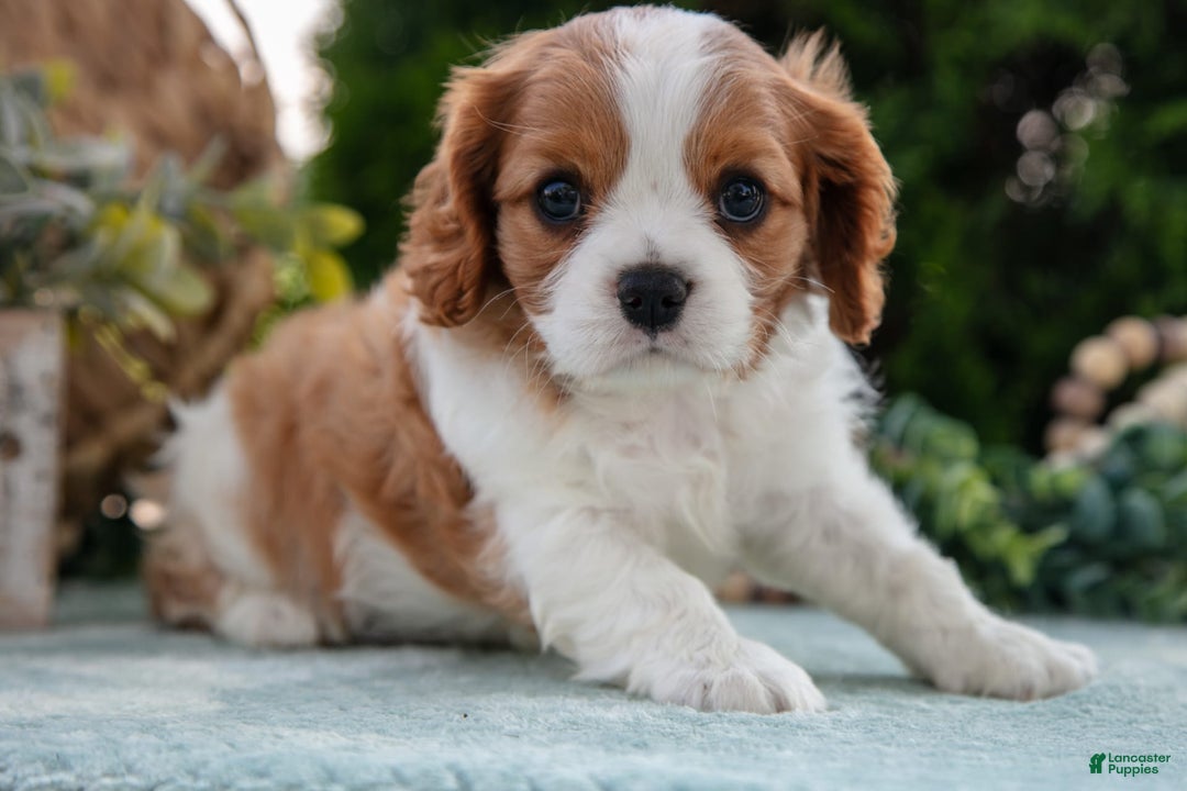Cavalier King Charles Spaniel dogs for sale: Payton - Image 4