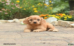 Cavapoo dogs for sale: Archie - Image 2
