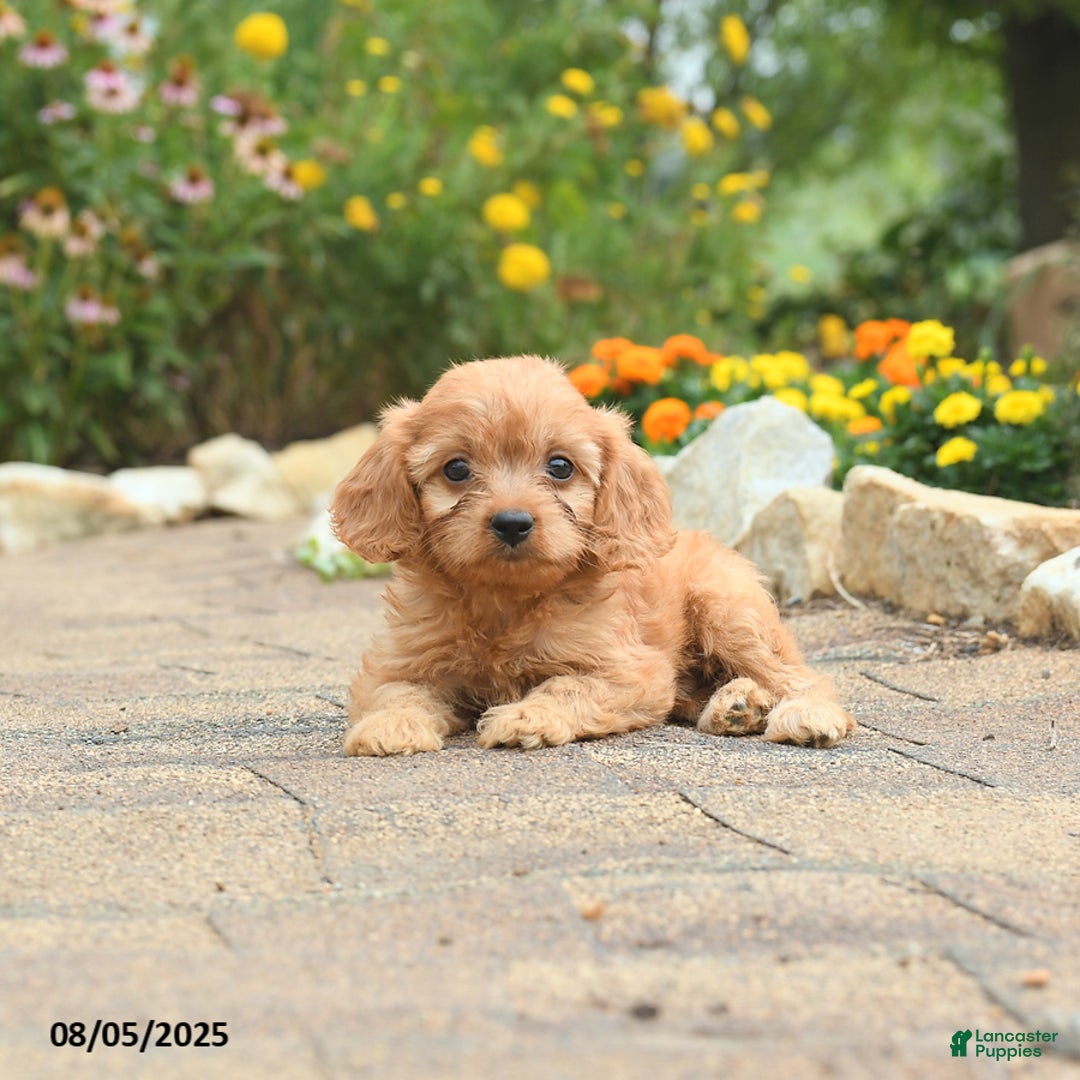 Cavapoo dogs for sale: Archie - Image 2