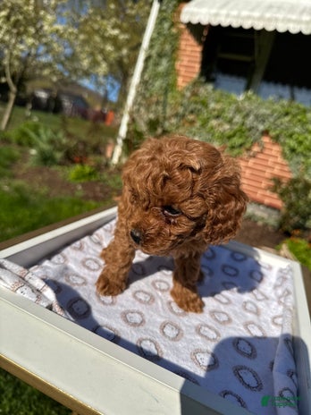 Toy Poodle dogs for sale - Ad 1