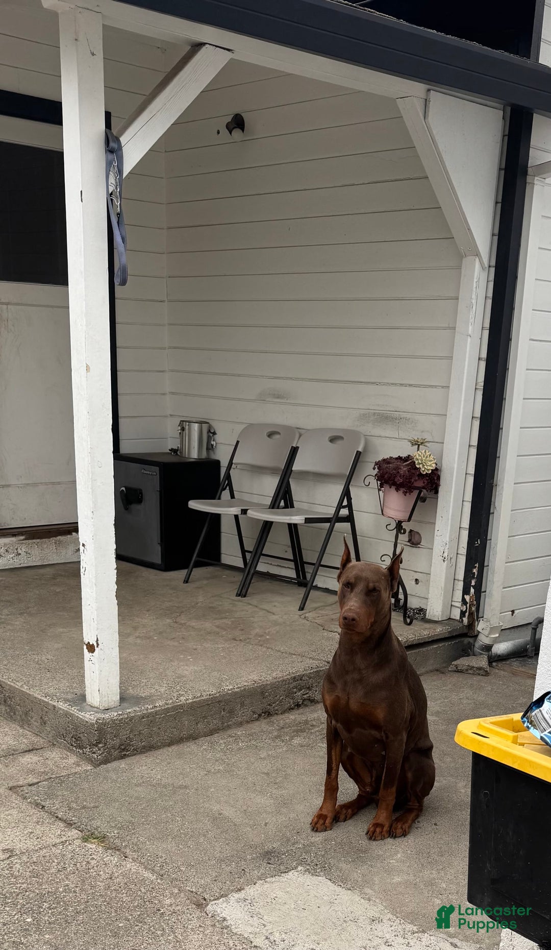 Doberman Pinscher dogs for sale: Lulu - Image 5