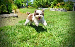 Havapoo dogs for sale: Vixen - Image 4