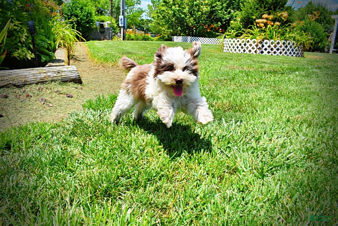 Havapoo dogs for sale: Vixen - Image 4