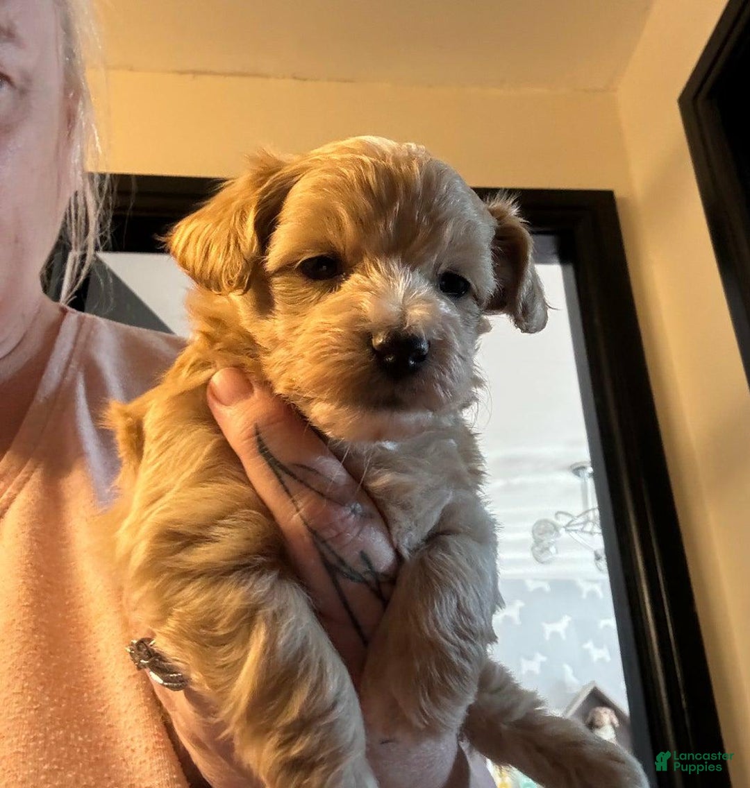 Maltipoo dogs for sale: Daisy - Image 1