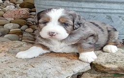 Mini Bernedoodle dogs for sale: Mia - Image 5