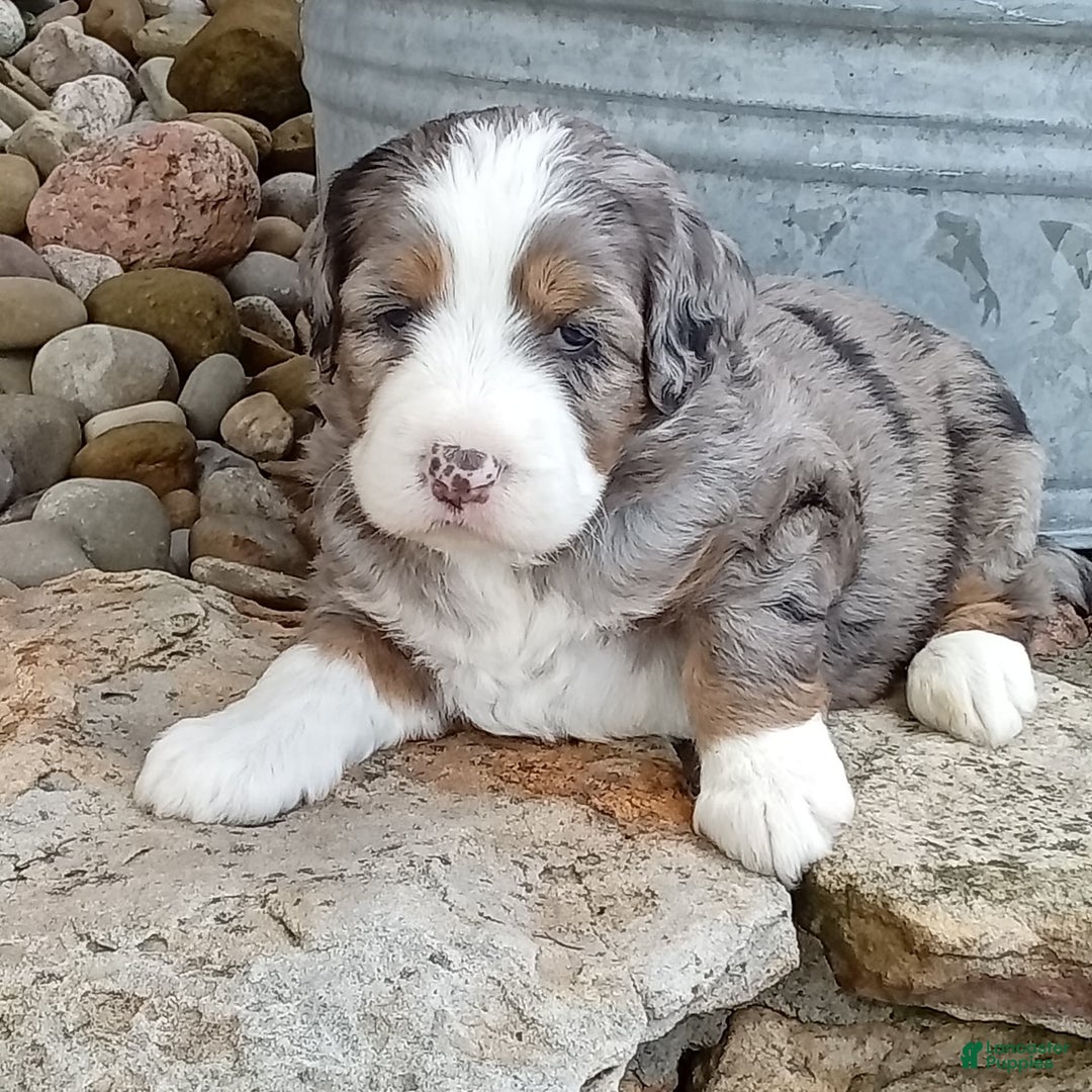 Mini Bernedoodle dogs for sale: Mia - Image 5
