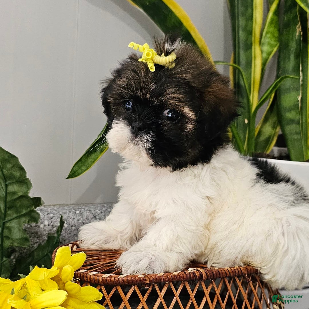 Shih Tzu dogs for sale: Tiny Tiff ❤️ - Image 2