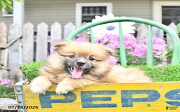 Pomeranian dogs for sale: Abe - Image 9