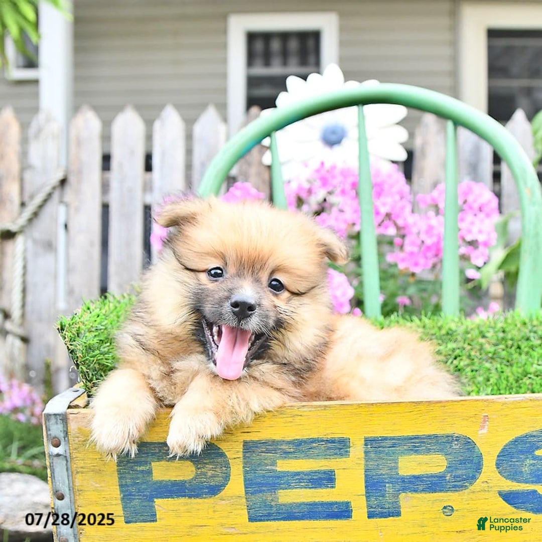 Pomeranian dogs for sale: Abe - Image 9