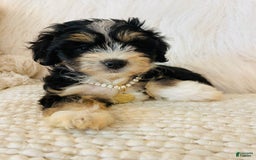 Mini Bernedoodle dogs for sale: Peach Bellini - Image 1