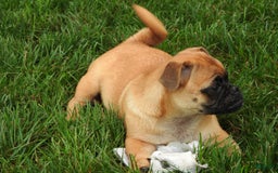 Jug dogs for sale: Riley - Image 2