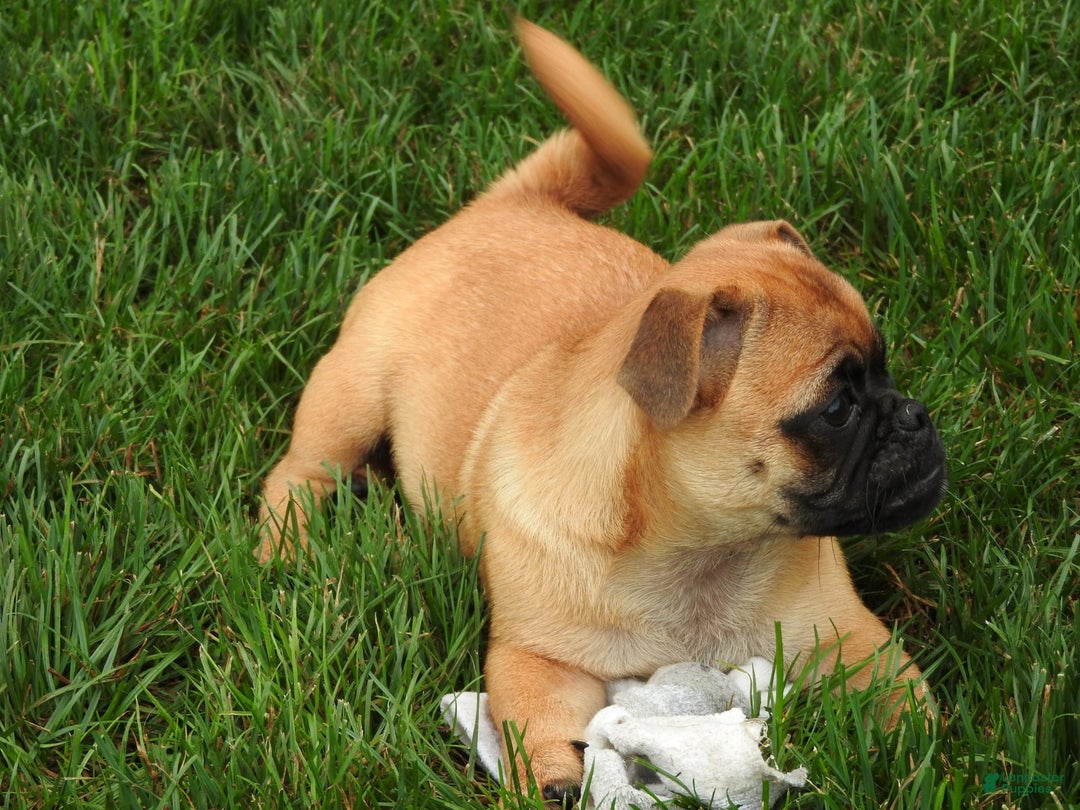 Jug dogs for sale: Riley - Image 2