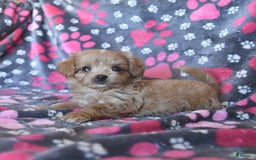 Cavapoo dogs for sale: Alex - Image 6