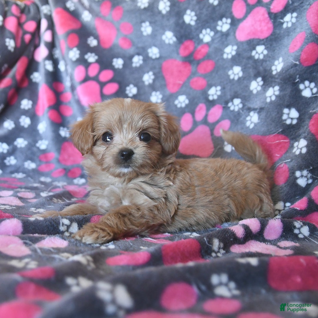 Cavapoo dogs for sale: Alex - Image 6