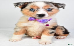 Miniature Australian Shepherd dogs for sale: Sky - Image 7
