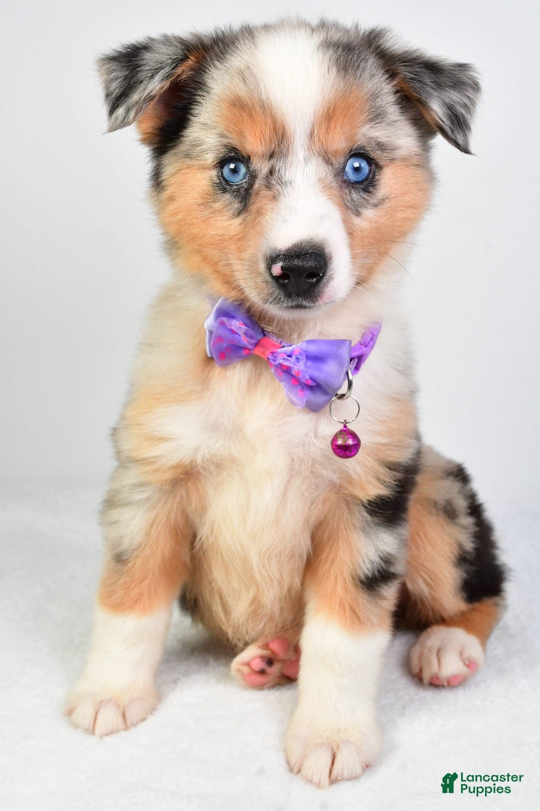 Miniature Australian Shepherd dogs for sale: Sky - Image 7