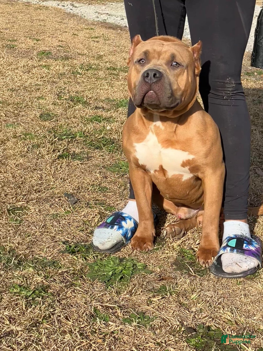 American Bully dogs for sale: Cookie - Image 4
