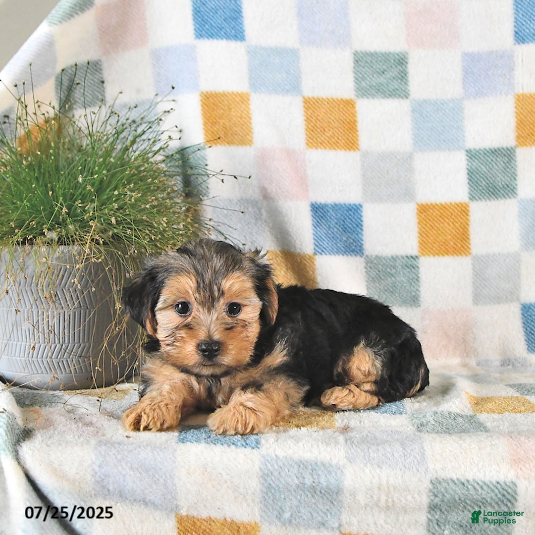 Yorkshire Terrier dogs for sale: Trooper - Image 1