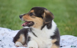 Welsh Corgi Pembroke dogs for sale: Roman - Image 8