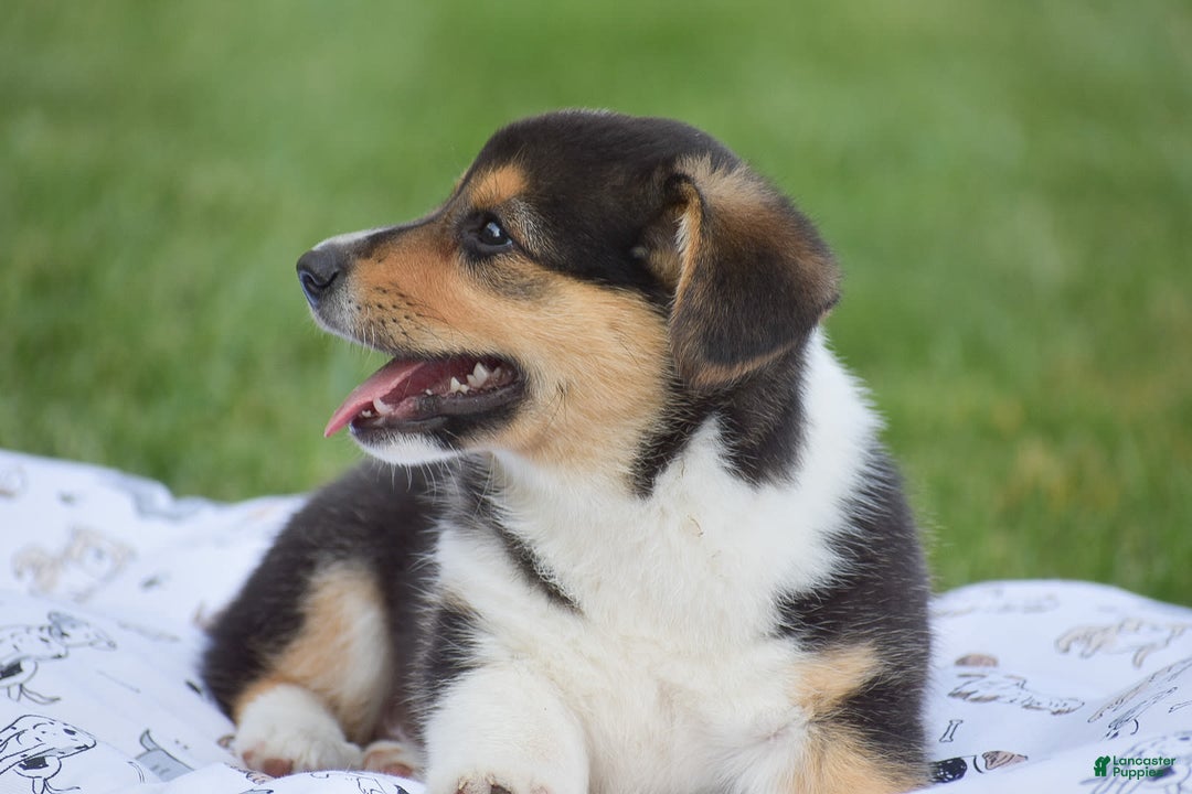 Welsh Corgi Pembroke dogs for sale: Roman - Image 8