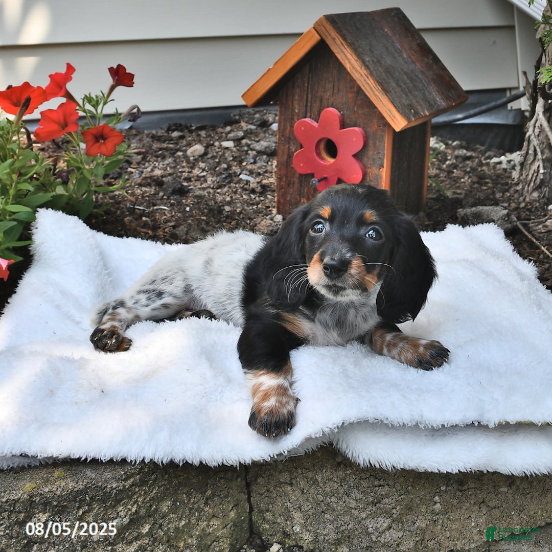 Miniature Dachshund dogs for sale: Maggie - Image 2