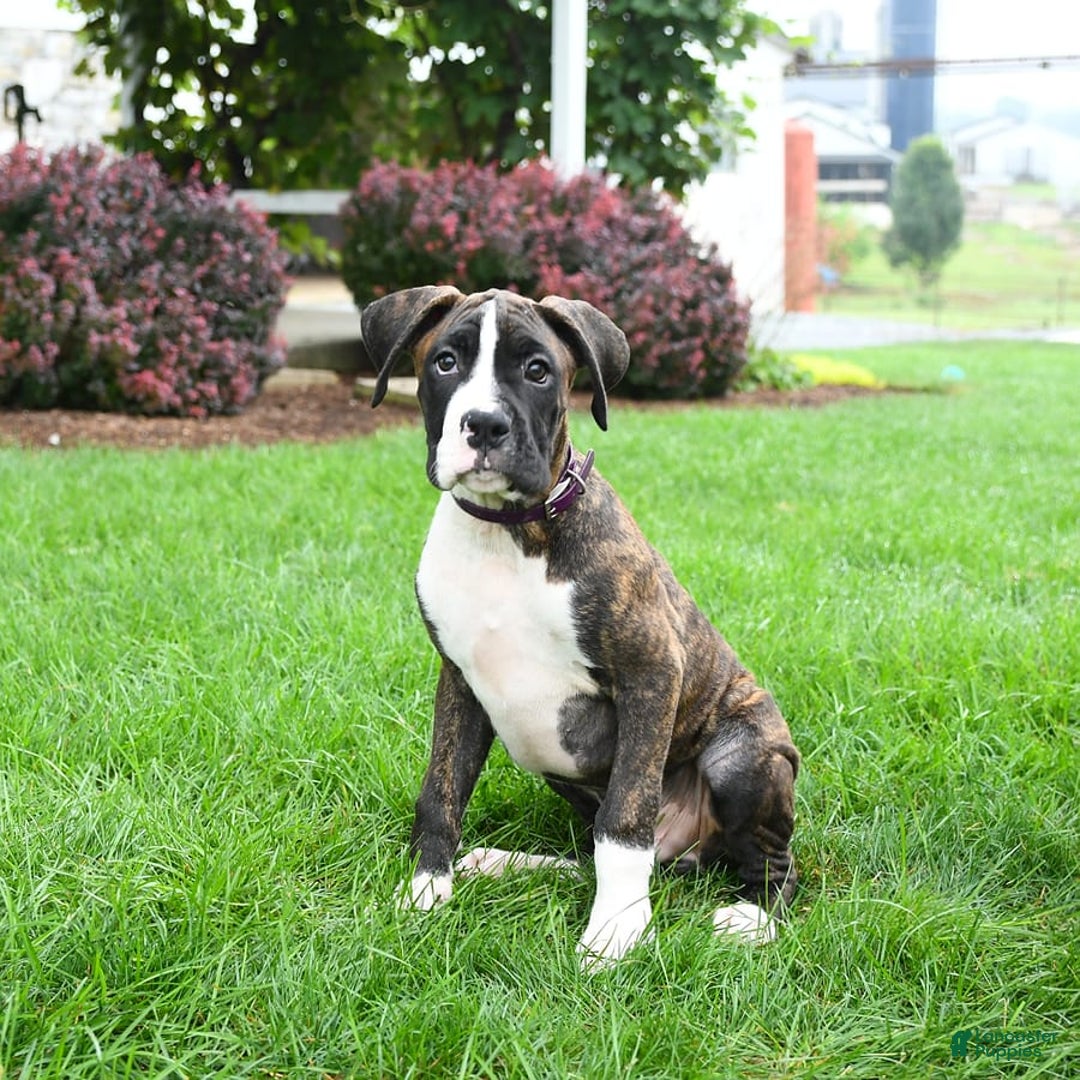 Boxer dogs for sale: Hank - Image 3