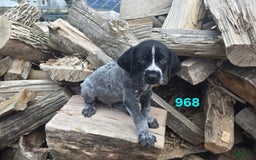 German Wirehaired Pointer dogs for sale: Boy 1 - Image 1