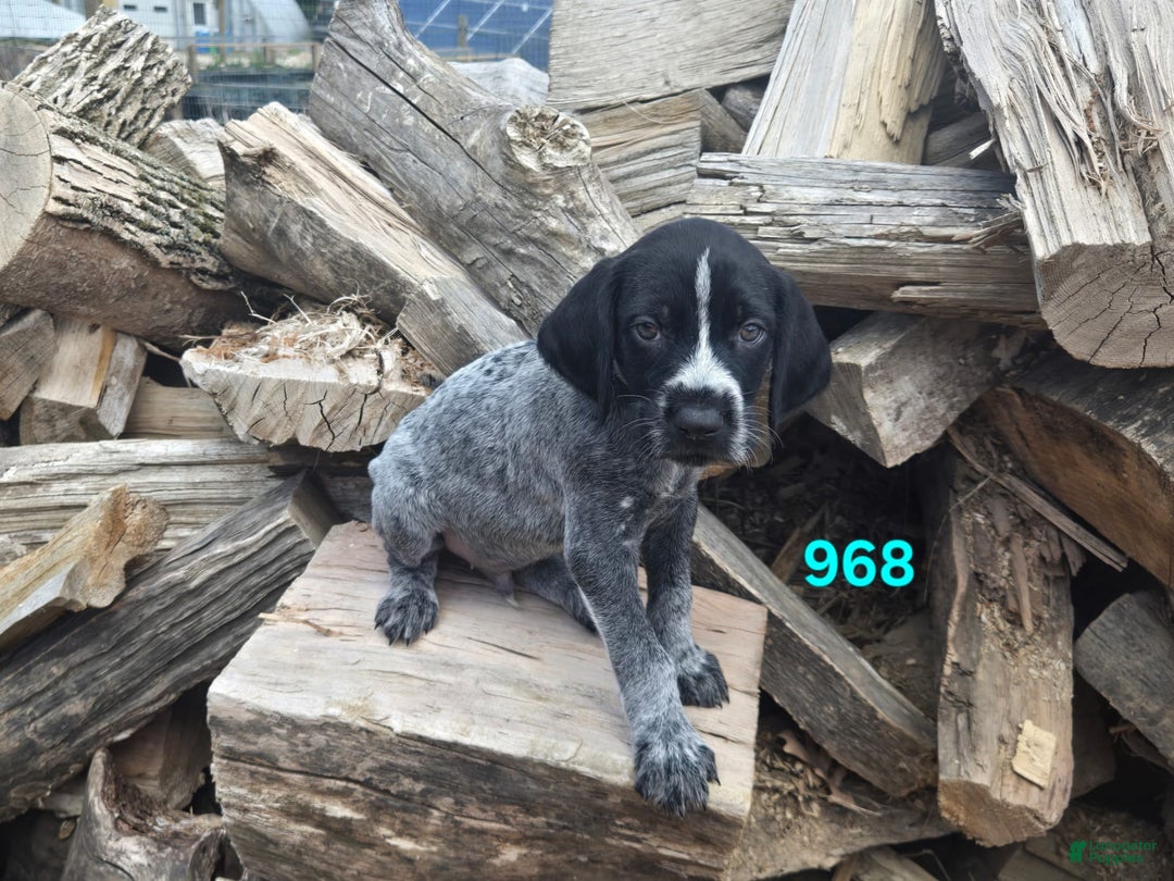 German Wirehaired Pointer dogs for sale: Boy 1 - Image 1