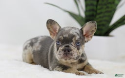French Bulldog dogs for sale: Mario - Image 4