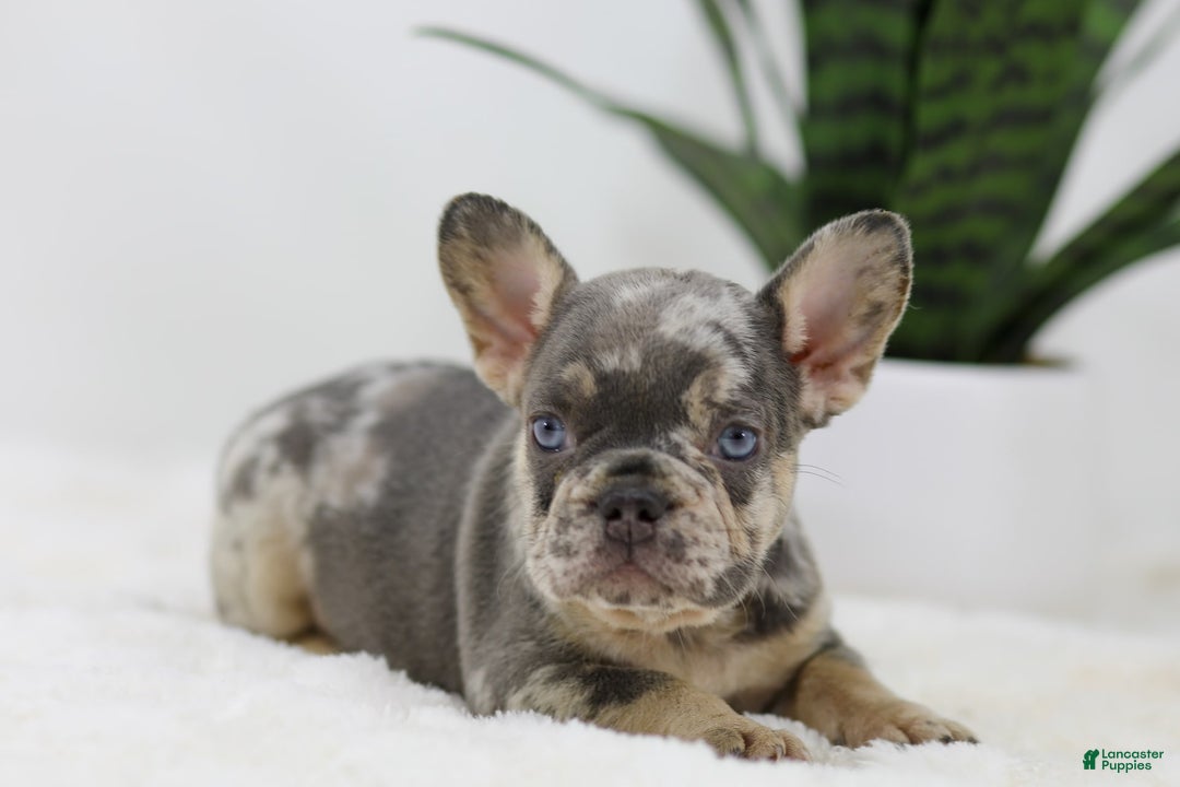 French Bulldog dogs for sale: Mario - Image 4