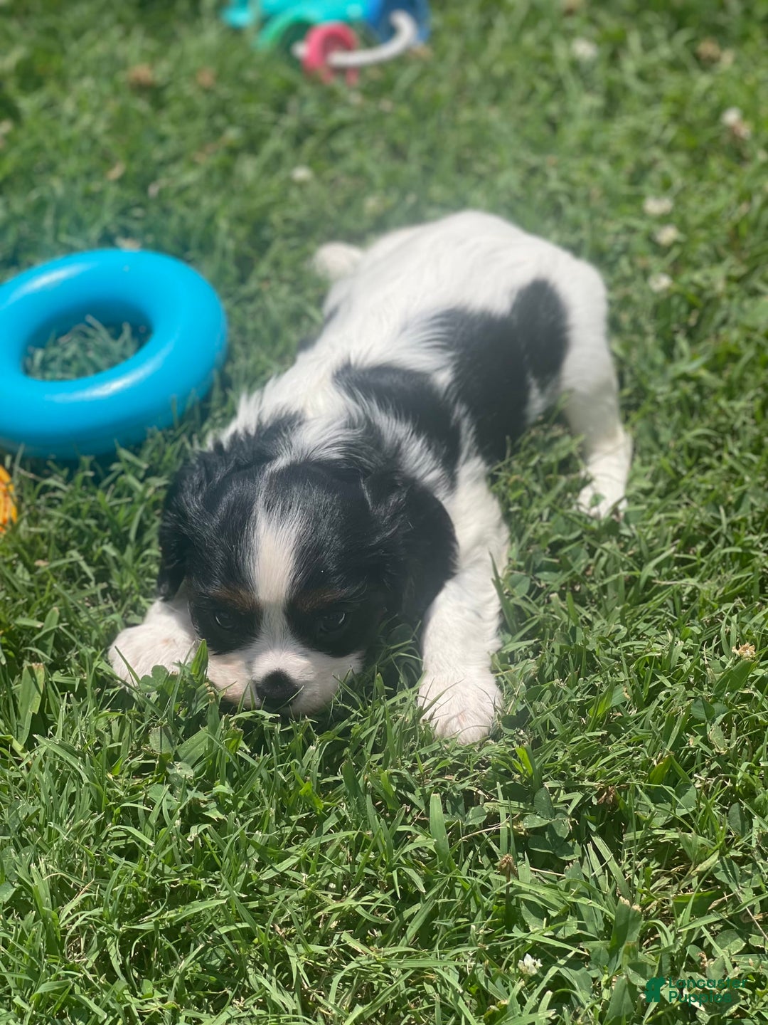 Cavalier King Charles Spaniel dogs for sale: Puppy 29 - Image 3