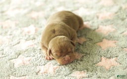 American Bully dogs for sale: Kovu - Image 1