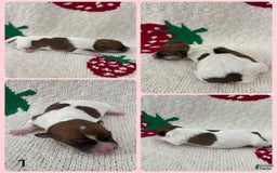 Jack Russell Terrier dogs for sale: Cookie - Image 2