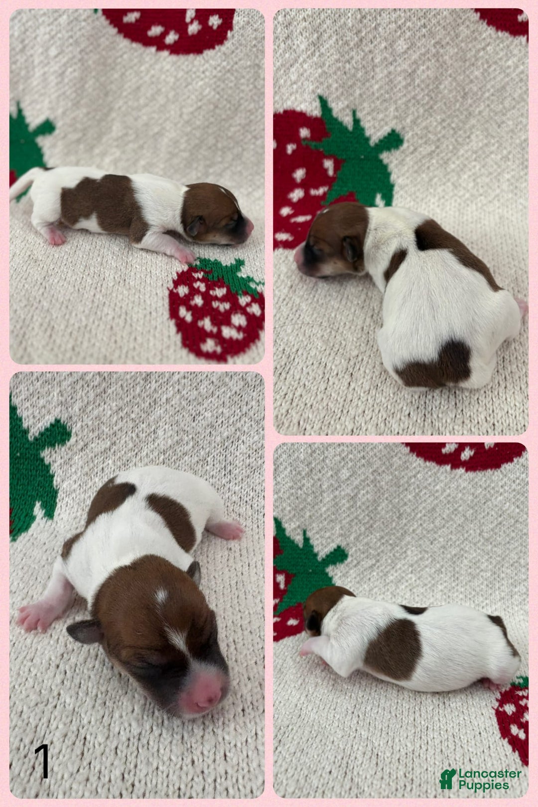 Jack Russell Terrier dogs for sale: Cookie - Image 2