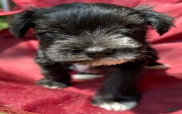 Miniature Schnauzer dogs for sale: Ellie - Image 10