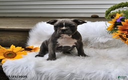 Frenchton dogs for sale: Ranger - Image 6