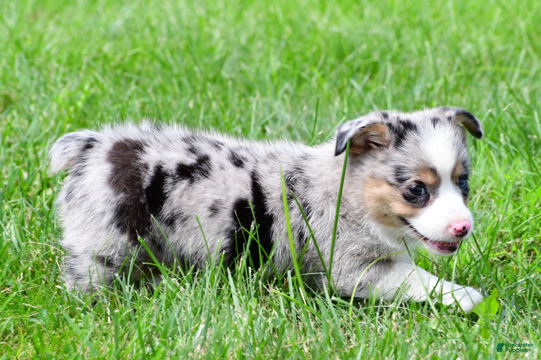 Australian Shepherd dogs for sale: Luna - Image 6
