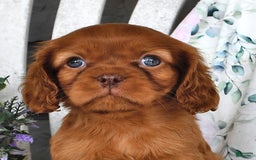 Cavalier King Charles Spaniel dogs for sale: Cavalier King Charles Spaniel 4 puppies - Image 5