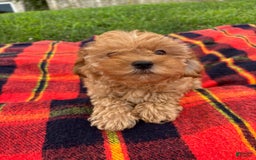 Cavachon dogs for sale: Sammy - Image 3