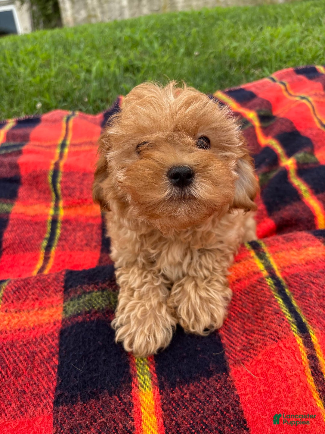 Cavachon dogs for sale: Sammy - Image 3