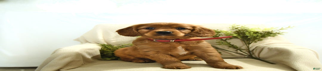Buster