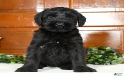 Giant Schnauzer dogs for sale: Teresa Giant - Image 7