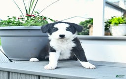 Border Collie dogs for sale: Blair - Image 2