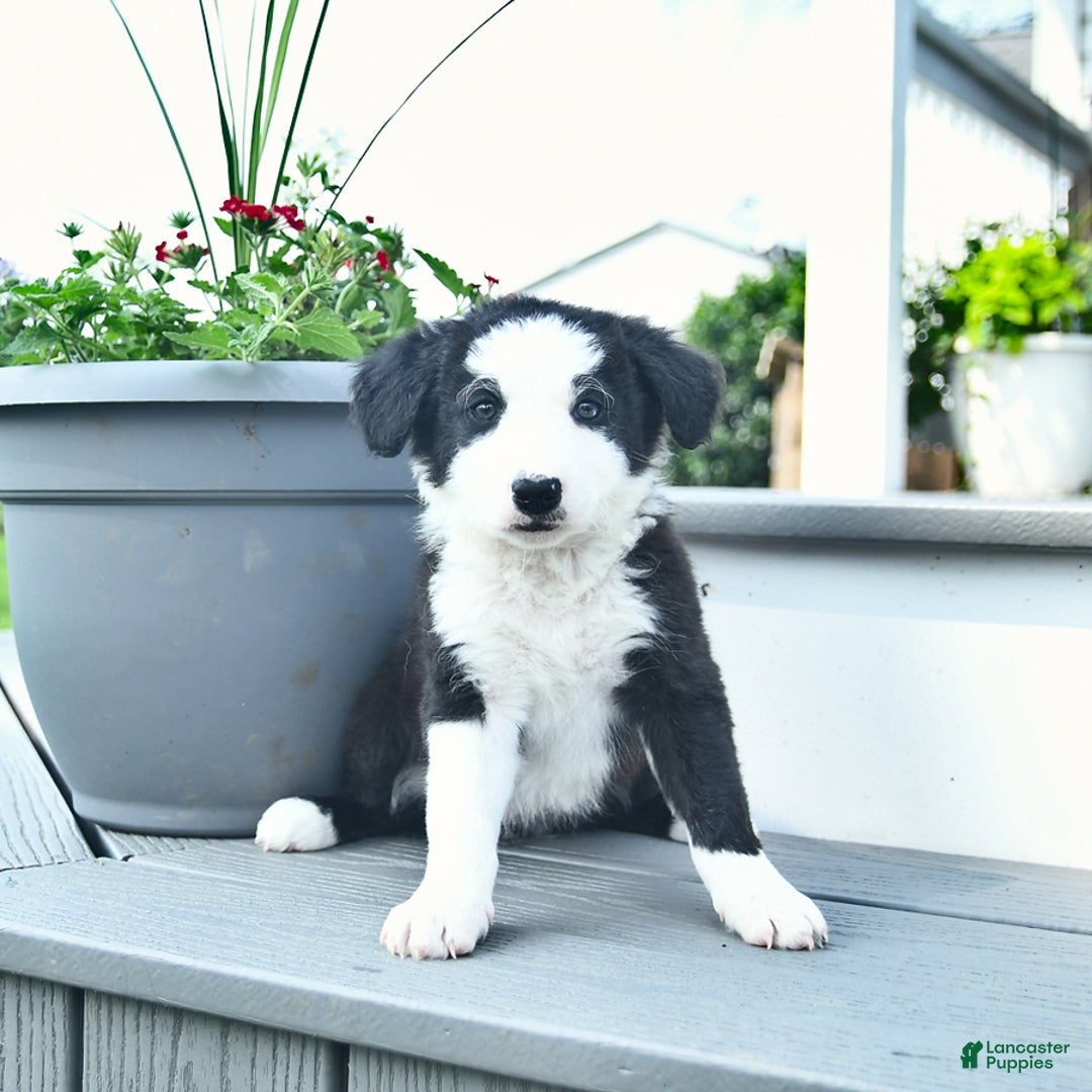 Border Collie dogs for sale: Blair - Image 2