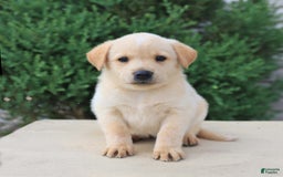 Labrador Retriever dogs for sale: Labrador Retriever 8 puppies - Image 17