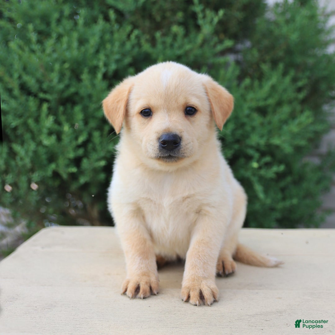 Labrador Retriever dogs for sale: Labrador Retriever 8 puppies - Image 17
