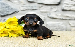 Miniature Dachshund dogs for sale: Zola - Image 2