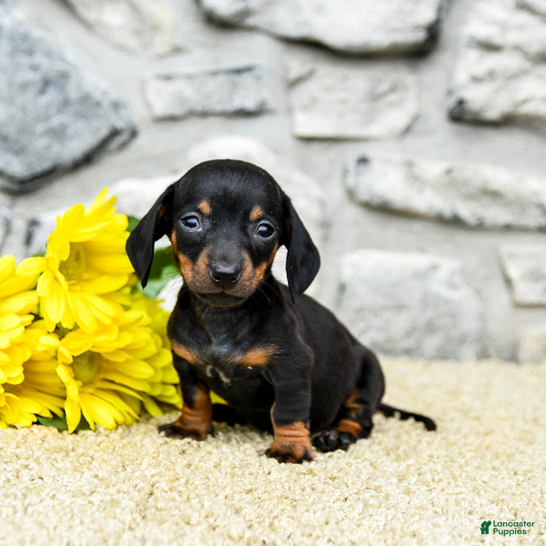 Miniature Dachshund dogs for sale: Zola - Image 2