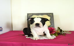 Boston Terrier dogs for sale: Happy - Image 4